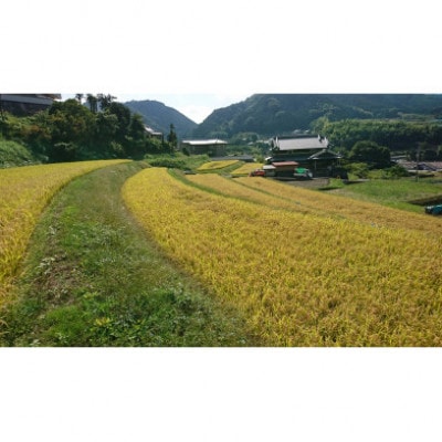 【発送月固定定期便】大阪府和泉市の農家さんが心を込めて作ったお米　1袋5kg　【単一品種】全3回