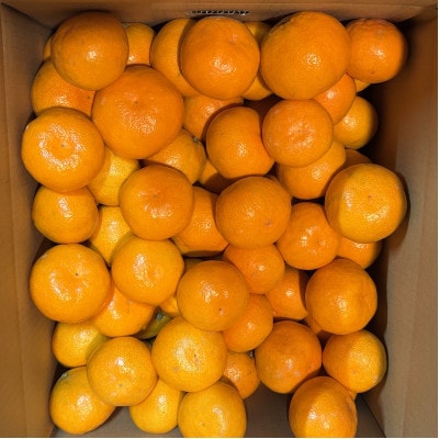 【さとふる限定】先行予約　大阪府和泉市産 宮川早生 和泉みかん 1ケース10Kg 11月中頃より発送