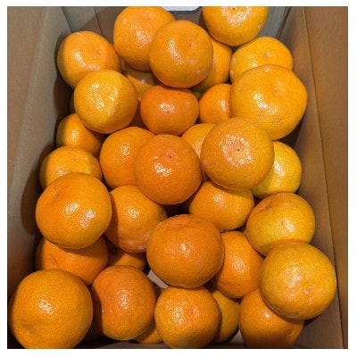 【さとふる限定】先行予約　大阪府和泉市産 宮川早生 和泉みかん 1ケース5Kg 11月中頃より発送