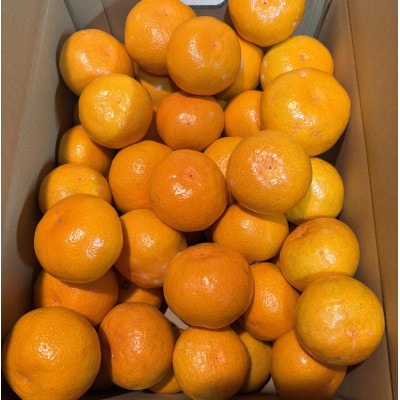 【さとふる限定】先行予約　大阪府和泉市産 宮川早生みかん5kg2ケース(1梱包) 11月中頃より発送