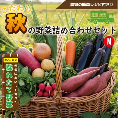 【こだわり秋の野菜詰め合わせセット】Mサイズ　栽培期間中農薬・化学肥料・除草剤不使用の旬野菜