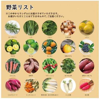 【こだわり秋の野菜詰め合わせセット】Mサイズ　栽培期間中農薬・化学肥料・除草剤不使用の旬野菜