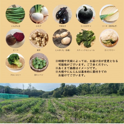 【こだわり秋の野菜詰め合わせセット】Mサイズ　栽培期間中農薬・化学肥料・除草剤不使用の旬野菜