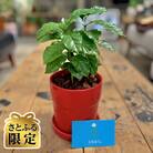 【さとふる限定】観葉植物 コーヒーの木 植木鉢付き