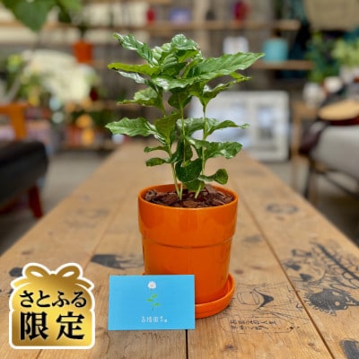 【さとふる限定】観葉植物 コーヒーの木 植木鉢(オレンジ)付き