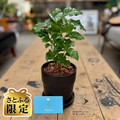 【さとふる限定】観葉植物 コーヒーの木 植木鉢(黒)付き