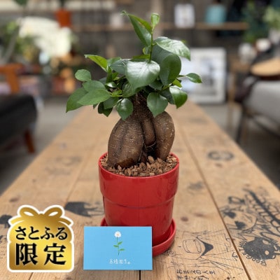 【さとふる限定】観葉植物 ガジュマル 植木鉢(赤)付き