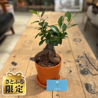 【さとふる限定】観葉植物 ガジュマル 植木鉢(オレンジ)付き