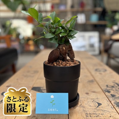 【さとふる限定】観葉植物 ガジュマル 植木鉢(黒)付き