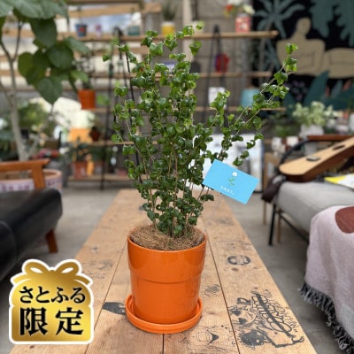 【さとふる限定】観葉植物 ベンジャミンバロック 植木鉢(オレンジ)付き