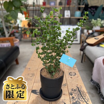 【さとふる限定】観葉植物 ベンジャミンバロック 植木鉢(黒)付き