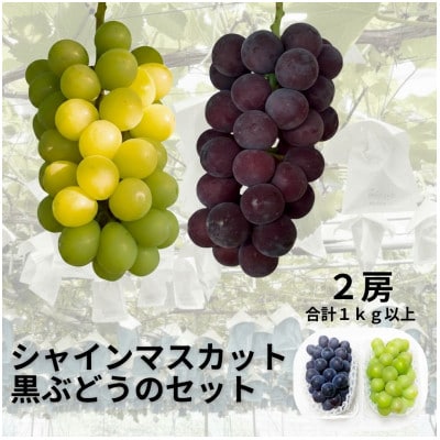 【先行受付】シャインマスカット1房+黒ぶどう1房　合計1Kg以上
