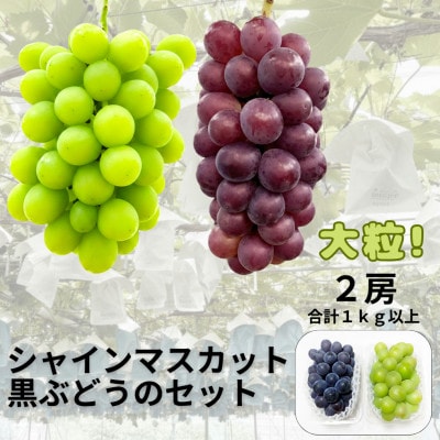 【先行受付】シャインマスカット1房+黒ぶどう1房　合計1Kg以上