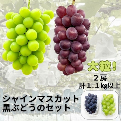 【先行受付】シャインマスカット1房+黒ぶどう1房　合計1.1Kg以上