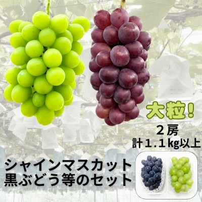 【先行受付】シャインマスカット1房+黒ぶどう1房　合計1.1Kg以上