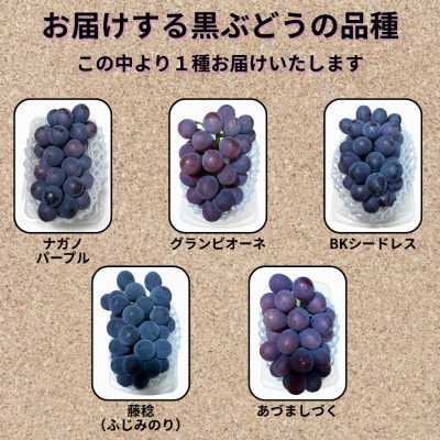 【先行受付】シャインマスカット1房+黒ぶどう1房　合計1Kg以上