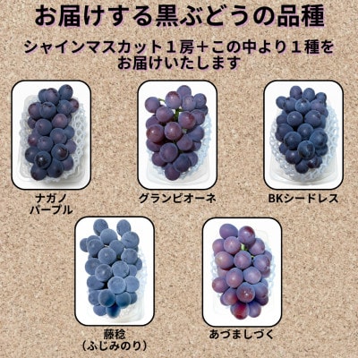 【先行受付】シャインマスカット1房+黒ぶどう1房　合計1Kg以上