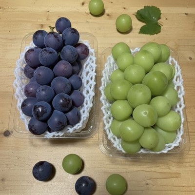 【先行受付】シャインマスカット1房+黒ぶどう1房　合計1Kg以上