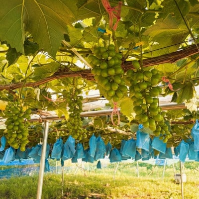 【先行受付】シャインマスカット1房+黒ぶどう1房　合計1Kg以上