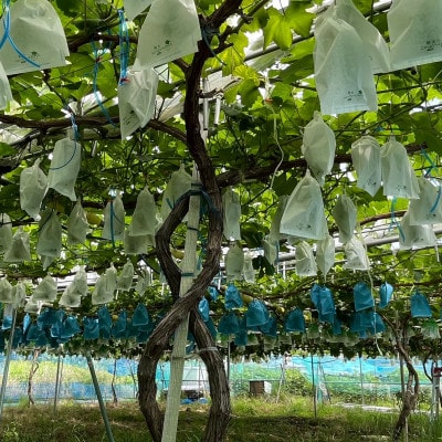 【先行受付】シャインマスカット1房+黒ぶどう1房　合計1Kg以上