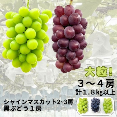 【先行受付】大粒ぶどう3～4房　合計1.8Kg以上(シャインマスカット2～3房+黒ぶどう1房)