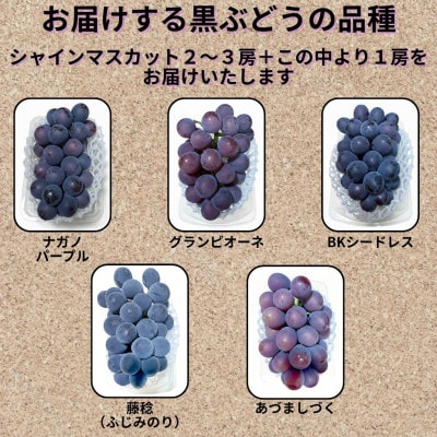 【先行受付】大粒ぶどう3～4房　合計1.8Kg以上(シャインマスカット2～3房+黒ぶどう1房)