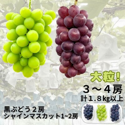 【先行受付】大粒ぶどう3～4房　合計1.8Kg以上(黒ぶどう2房+シャインマスカット1～2房)