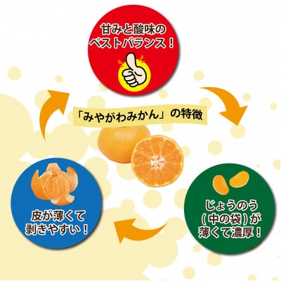 【2027年1月順次発送!】100年以上続くみかん農家がつくる「みかん(宮川早生)」約5kg