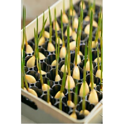【9月中旬以降順次発送!】まるごと!スプラウトにんにく(80g×2パック)　栄養満点スーパーフード