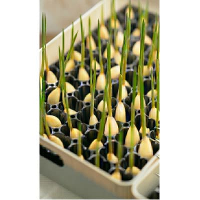 【9月中旬から4月中旬の発送】まるごと!スプラウトにんにく(80g×3パック)栄養満点スーパーフード