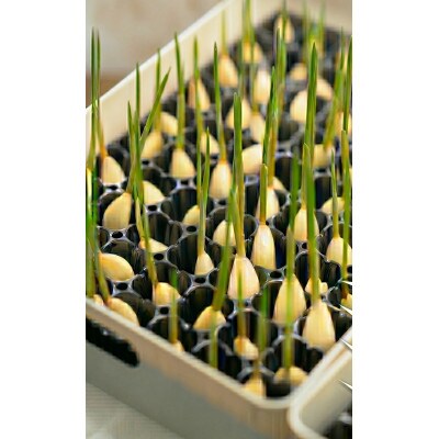 【9月中旬から4月中旬の発送】まるごと!スプラウトにんにく(80g×5パック)栄養満点スーパーフード