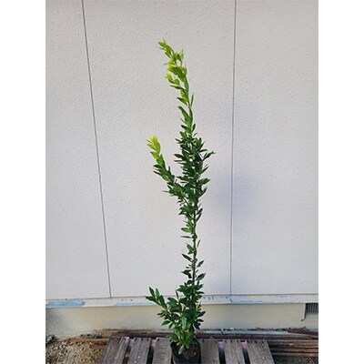 黄金月桂樹(ローリエ)樹高約80cm～1m　20cmポット取扱説明書付き