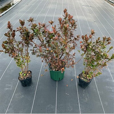 深紅の花!本霧島躑躅(ホンキリシマツツジ)3本セット 深紅の花!本霧島躑躅(ホンキリシマツツジ)3本セット