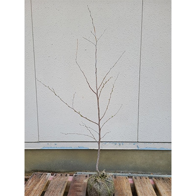 紅花エゴノキ　ピンクチャイム　樹高約1m　取扱説明書付き