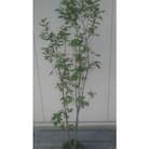 青ダモ(コバノトネリコ)　樹高約80cm～1m 取扱説明書付き