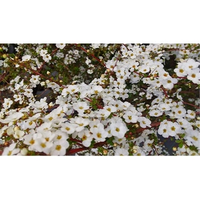 雪柳(ユキヤナギ)5本セット 樹高約50cm 取扱説明書付き