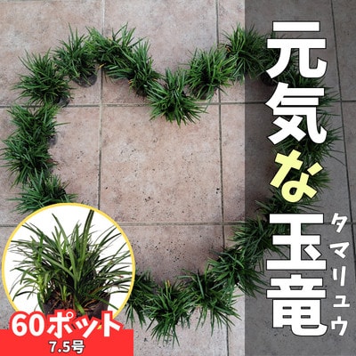 【産地直送】元気なタマリュウ(7.5pot)60本セット『約1.5平方メートル分』