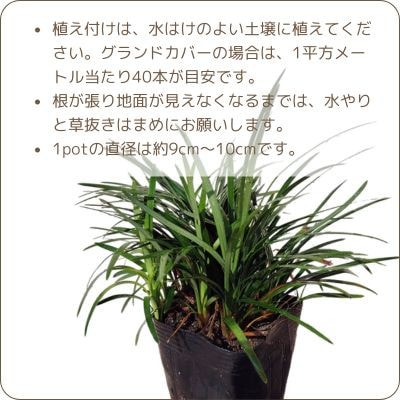 【産地直送】元気なタマリュウ(7.5pot)60本セット『約1.5平方メートル分』
