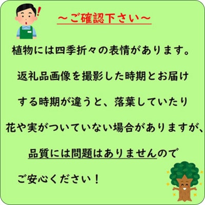 【産地直送】元気なタマリュウ(7.5pot)60本セット『約1.5平方メートル分』