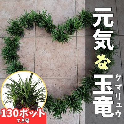 【産地直送】元気なタマリュウ(7.5pot)130本セット『約3.25平方メートル分』