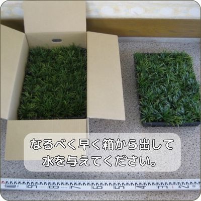 【産地直送】元気なタマリュウ(7.5pot)130本セット『約3.25平方メートル分』