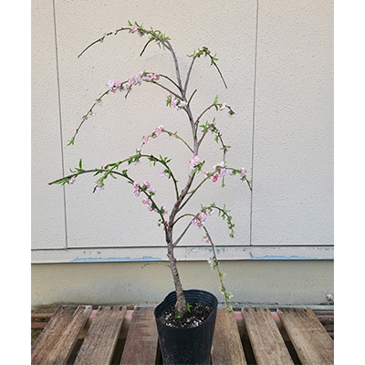 源平枝垂れ桃　樹高約70cm～80cm　取扱説明書付き