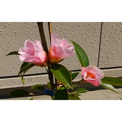 本ツバキ 薄侘助 ウスワビスケ 樹高約30cm 40cm 取扱説明書付き お礼品詳細 ふるさと納税なら さとふる 本ツバキ 薄侘助 ウスワビスケ 樹高約30cm 40cm 取扱説明書付き お礼品詳細 ふるさと納税なら さとふる