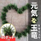【産地直送】元気なタマリュウ(7.5pot)80本セット[約2平方メートル分]