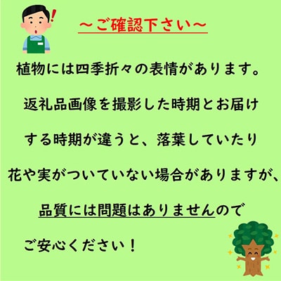 珍しい!海外から元気な南天2品セット