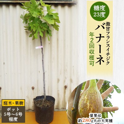 糖度23度 激甘フランスイチジク バナーネ 夏果は約280g大の大実種 庭木 果樹 お礼品詳細 ふるさと納税なら さとふる