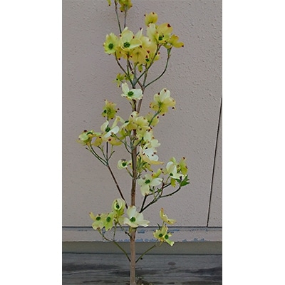 ハナミズキ クラウドナイン 現品 管理26 植木 苗木 庭木 Kakuyasu Hanbai No 植物 観葉植物 Cpmalaysia Com