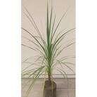 ドラセナ　コルジリネ　オーストラリス(青葉)　樹高約1m24cmポット　取扱説明書付き