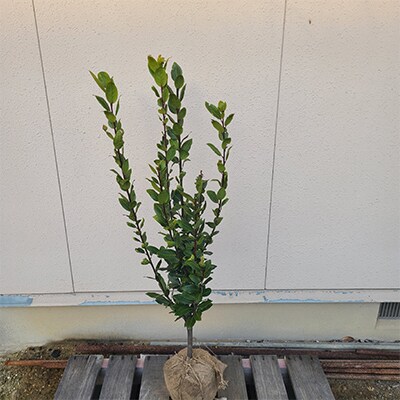 香り月桂樹(ローリエ)樹高約80cm～1m 取扱説明書付き
