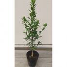 大実キンカン(福寿キンカン)樹高約30cm～40cm　取扱説明書付き